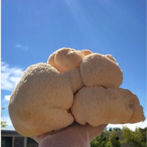 mona-food-lions-mane-mushroom-edmonton-8
