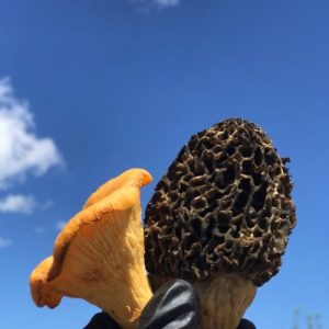 mona-food-morel-chantrelle-edmonton-5