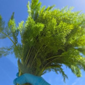 mona-food-specialty-ingredients-fennel-edmonton-2