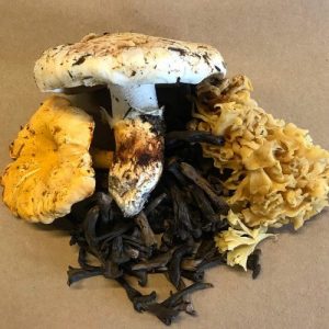 mona-food-specialty-wild-mushrooms-edmonton-1
